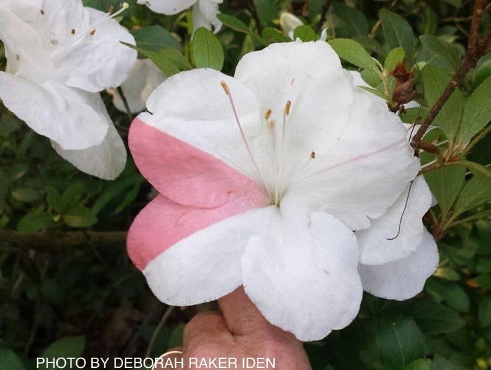 Buy Azalea 'Astronaut' Holly Springs Variegated Satsuki Azalea