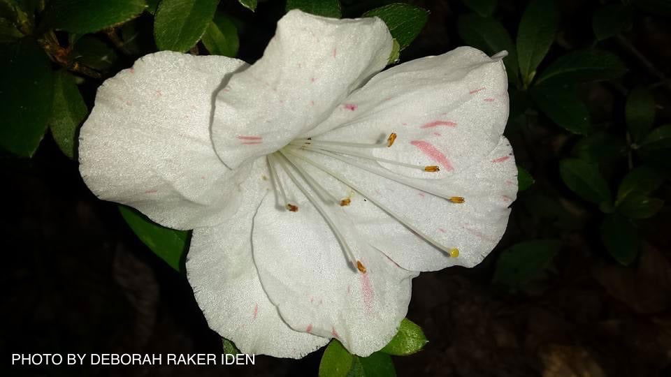 Buy Azalea 'Astronaut' Holly Springs Variegated Satsuki Azalea