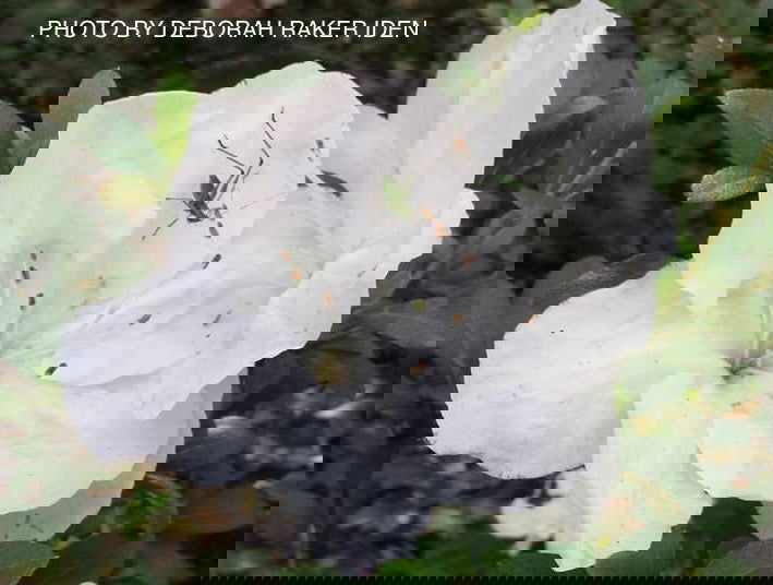 Buy Azalea 'Astronaut' Holly Springs Variegated Satsuki Azalea