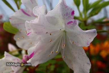 - Azalea 'Audrey Marie’ Lucas Variegated Flowering Azalea - Mr Maple │ Buy Japanese Maple Trees