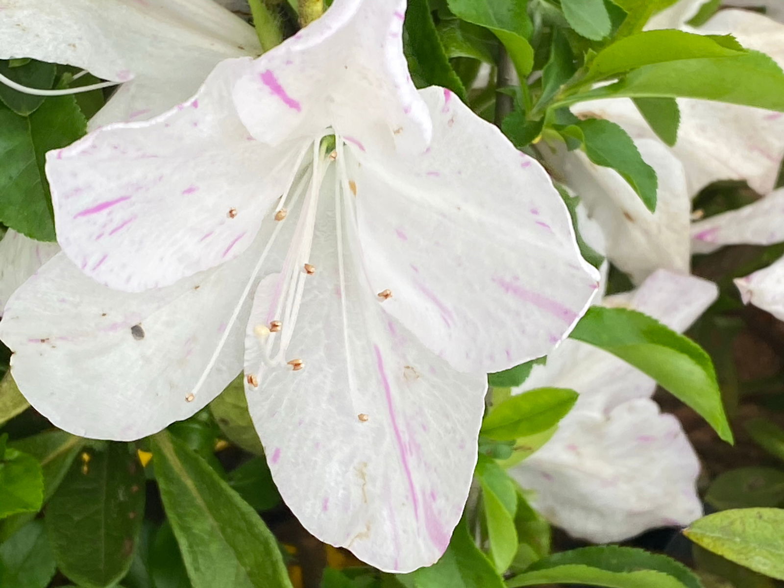 Buy Azalea 'Audrey Marie' Lucas Variegated Flowering Azalea — Mr