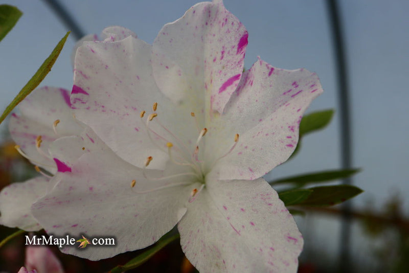 - Azalea 'Audrey Marie’ Lucas Variegated Flowering Azalea - Mr Maple │ Buy Japanese Maple Trees