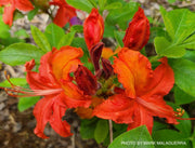 - Azalea 'Augie's Red’ Native Aromi Hybrid Azalea - Mr Maple │ Buy Japanese Maple Trees