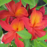 - Azalea 'Augie's Red’ Native Aromi Hybrid Azalea - Mr Maple │ Buy Japanese Maple Trees