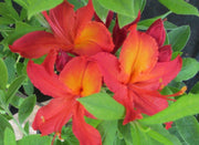 - Azalea 'Augie's Red’ Native Aromi Hybrid Azalea - Mr Maple │ Buy Japanese Maple Trees