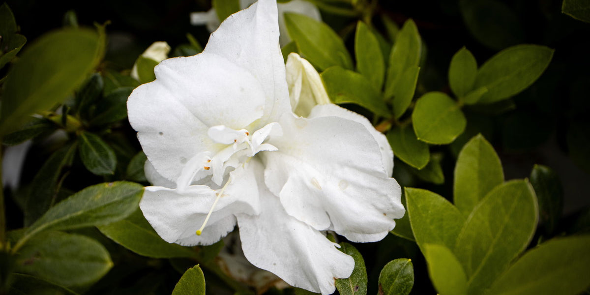 Buy Azalea 'Autumn Angel'® Encore Azalea — Mr Maple │ Buy