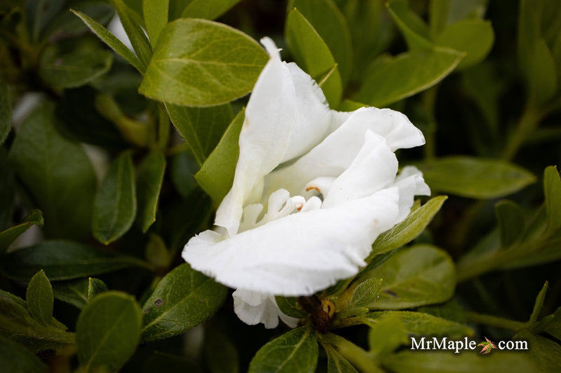 - Azalea 'Autumn Angel'® Encore Azalea - Mr Maple │ Buy Japanese Maple Trees