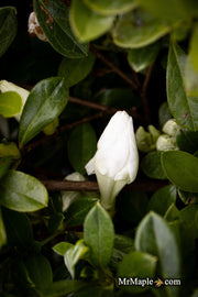 - Azalea 'Autumn Angel'® Encore Azalea - Mr Maple │ Buy Japanese Maple Trees