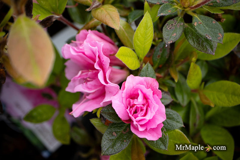 - Azalea 'Autumn Carnation'® Encore Azalea - Mr Maple │ Buy Japanese Maple Trees