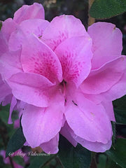 - Azalea 'Autumn Carnation'® Encore Azalea - Mr Maple │ Buy Japanese Maple Trees