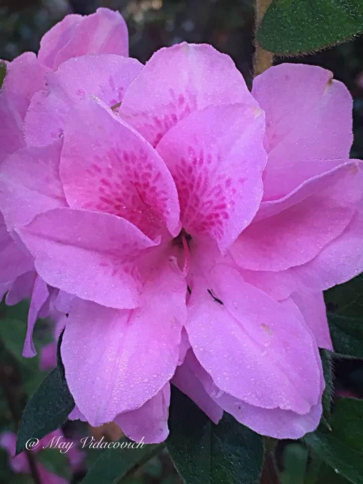 - Azalea 'Autumn Carnation'® Encore Azalea - Mr Maple │ Buy Japanese Maple Trees