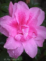 - Azalea 'Autumn Carnation'® Encore Azalea - Mr Maple │ Buy Japanese Maple Trees