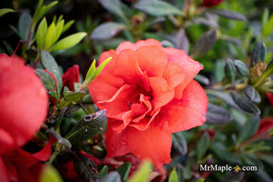 - Azalea 'Autumn Embers'® Encore Azalea - Mr Maple │ Buy Japanese Maple Trees