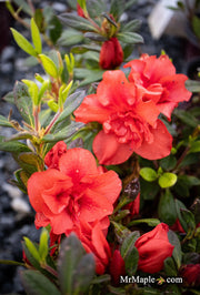 - Azalea 'Autumn Embers'® Encore Azalea - Mr Maple │ Buy Japanese Maple Trees