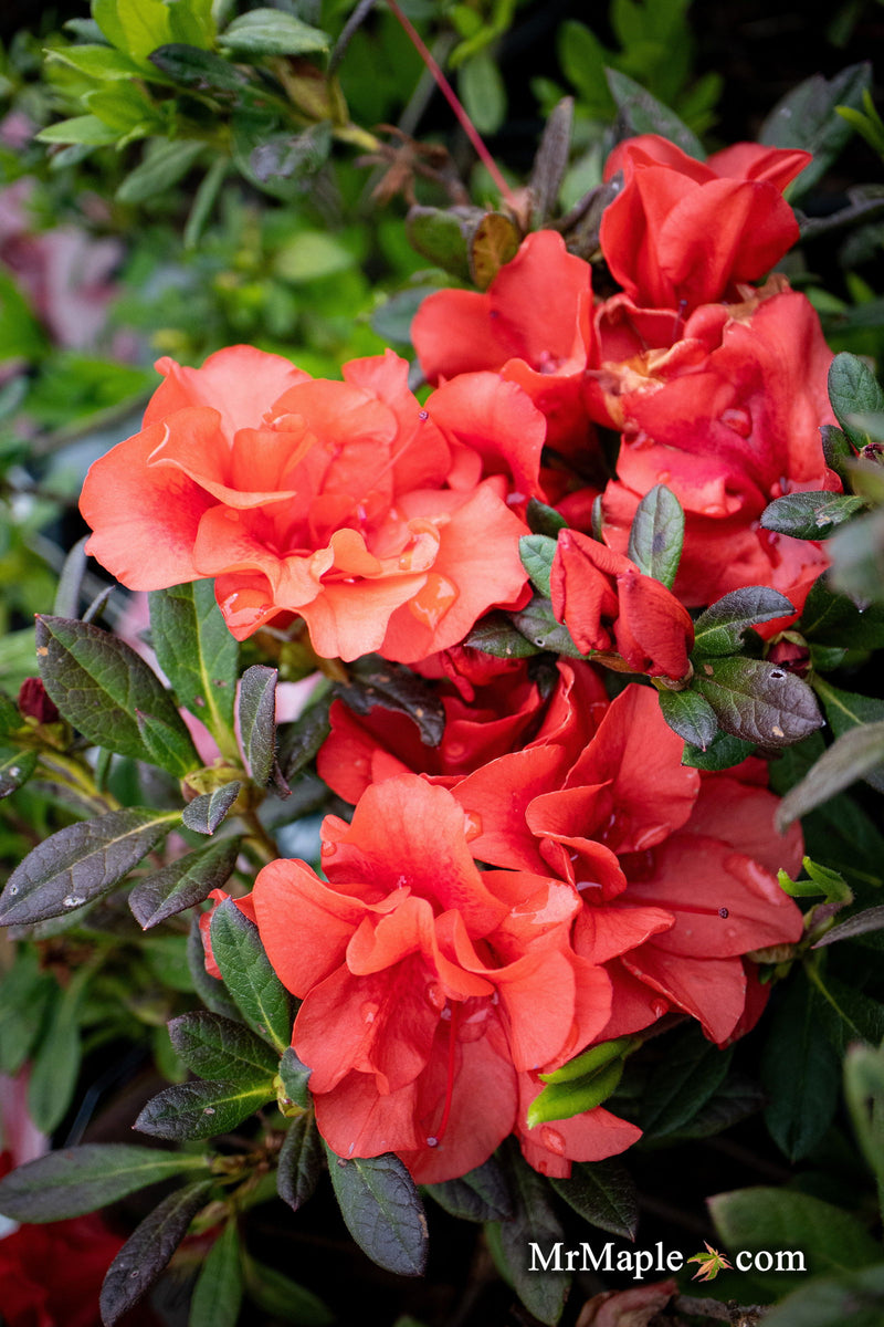 - Azalea 'Autumn Embers'® Encore Azalea - Mr Maple │ Buy Japanese Maple Trees