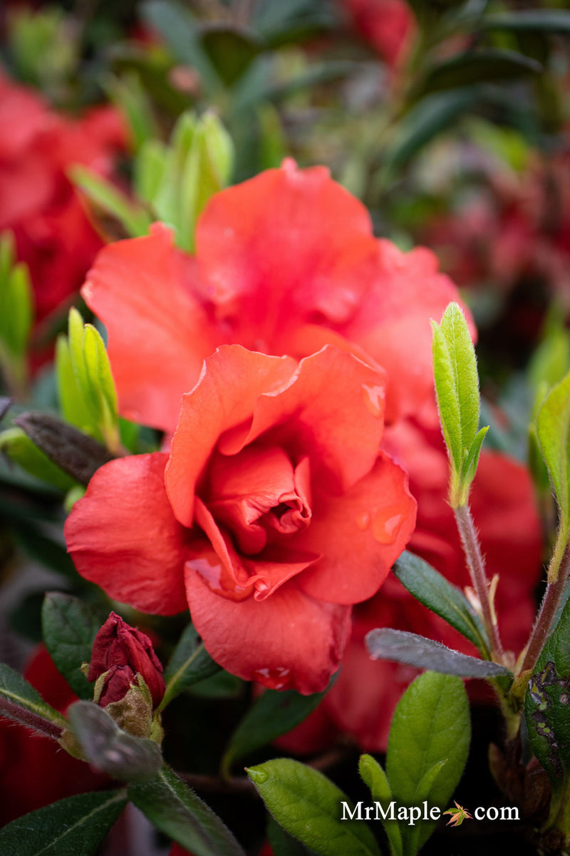 - Azalea 'Autumn Embers'® Encore Azalea - Mr Maple │ Buy Japanese Maple Trees