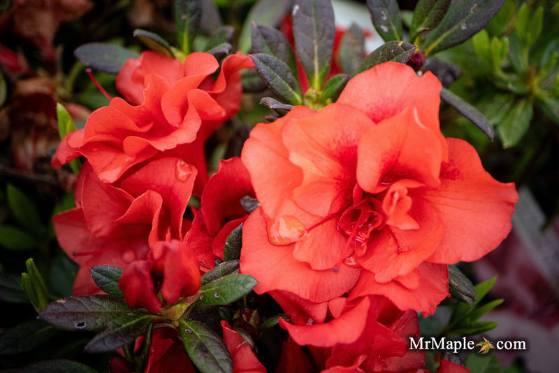 - Azalea 'Autumn Embers'® Encore Azalea - Mr Maple │ Buy Japanese Maple Trees