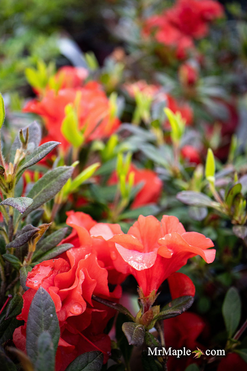 - Azalea 'Autumn Embers'® Encore Azalea - Mr Maple │ Buy Japanese Maple Trees