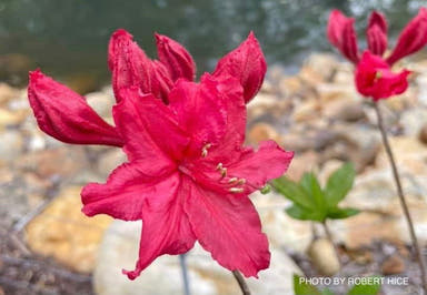- Azalea ‘Big Red’ Native Azalea - Mr Maple │ Buy Japanese Maple Trees