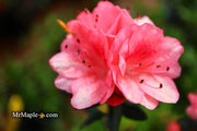 - Azalea 'Blaauw's Pink’ Pink Flowering Kurume Azalea - Mr Maple │ Buy Japanese Maple Trees