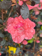 - Azalea 'Blaauw's Pink’ Pink Flowering Kurume Azalea - Mr Maple │ Buy Japanese Maple Trees