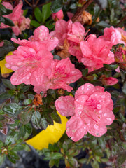 - Azalea 'Blaauw's Pink’ Pink Flowering Kurume Azalea - Mr Maple │ Buy Japanese Maple Trees