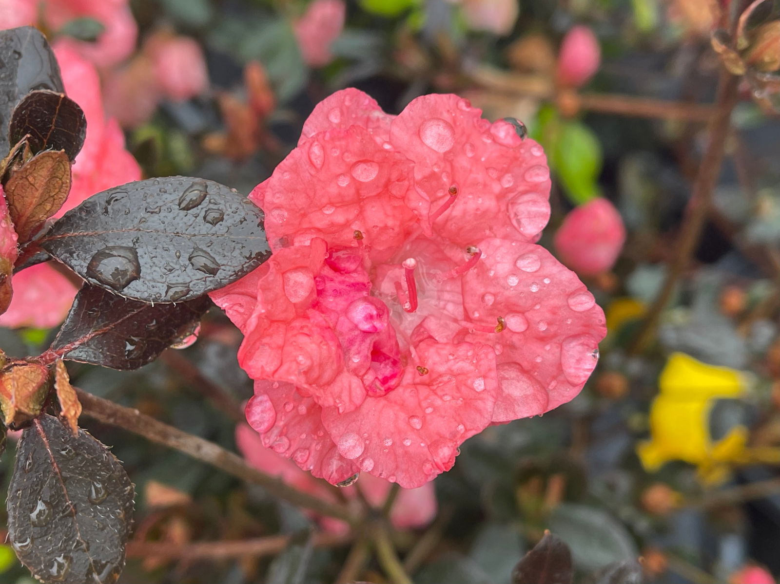 Buy Azalea 'Blaauw's Pink' Flowering Kurume Azalea — Mr Maple
