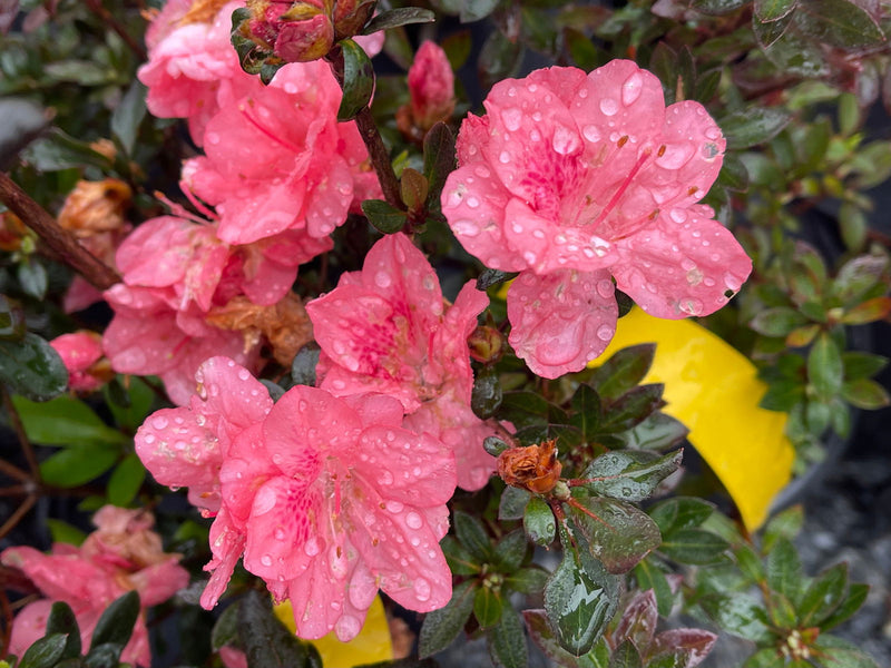 - Azalea 'Blaauw's Pink’ Pink Flowering Kurume Azalea - Mr Maple │ Buy Japanese Maple Trees