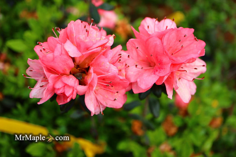 - Azalea 'Blaauw's Pink’ Pink Flowering Kurume Azalea - Mr Maple │ Buy Japanese Maple Trees