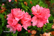 - Azalea 'Blaauw's Pink’ Pink Flowering Kurume Azalea - Mr Maple │ Buy Japanese Maple Trees