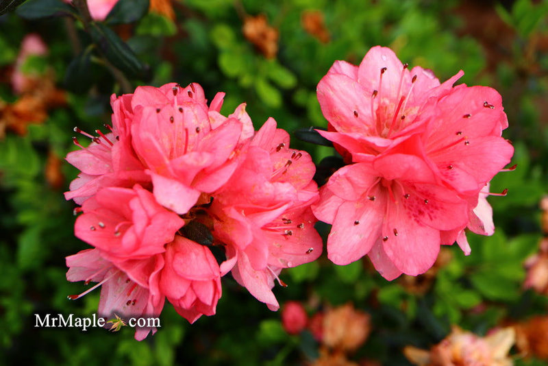 - Azalea 'Blaauw's Pink’ Pink Flowering Kurume Azalea - Mr Maple │ Buy Japanese Maple Trees
