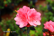 - Azalea 'Blaauw's Pink’ Pink Flowering Kurume Azalea - Mr Maple │ Buy Japanese Maple Trees