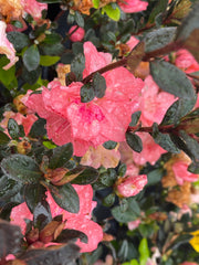 - Azalea 'Blaauw's Pink’ Pink Flowering Kurume Azalea - Mr Maple │ Buy Japanese Maple Trees