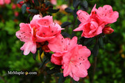 - Azalea 'Blaauw's Pink’ Pink Flowering Kurume Azalea - Mr Maple │ Buy Japanese Maple Trees