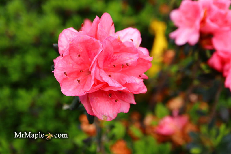 - Azalea 'Blaauw's Pink’ Pink Flowering Kurume Azalea - Mr Maple │ Buy Japanese Maple Trees