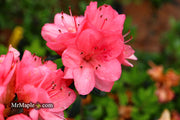 - Azalea 'Blaauw's Pink’ Pink Flowering Kurume Azalea - Mr Maple │ Buy Japanese Maple Trees