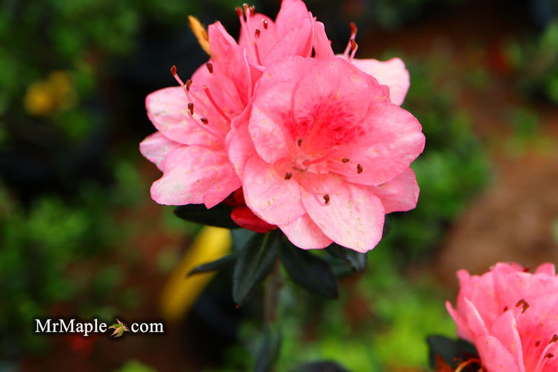 - Azalea 'Blaauw's Pink’ Pink Flowering Kurume Azalea - Mr Maple │ Buy Japanese Maple Trees