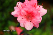 - Azalea 'Blaauw's Pink’ Pink Flowering Kurume Azalea - Mr Maple │ Buy Japanese Maple Trees