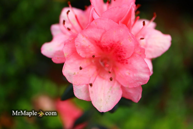 - Azalea 'Blaauw's Pink’ Pink Flowering Kurume Azalea - Mr Maple │ Buy Japanese Maple Trees