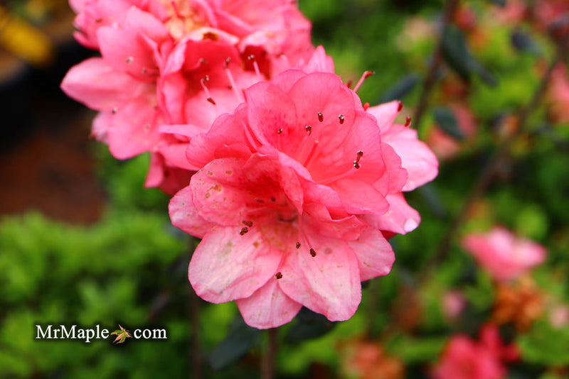 - Azalea 'Blaauw's Pink’ Pink Flowering Kurume Azalea - Mr Maple │ Buy Japanese Maple Trees