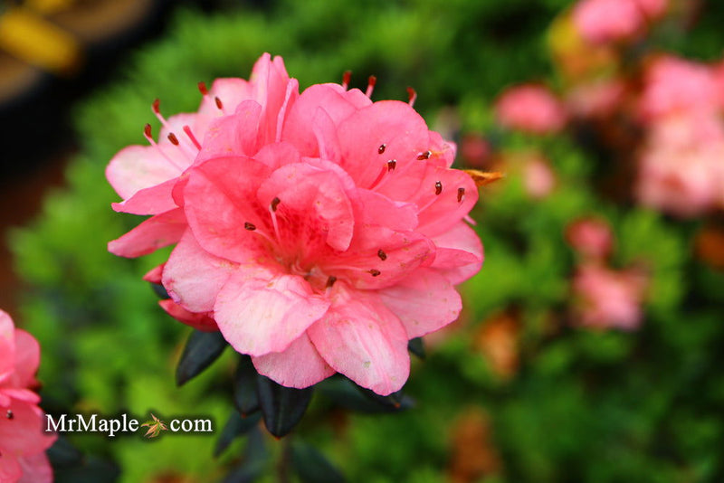 - Azalea 'Blaauw's Pink’ Pink Flowering Kurume Azalea - Mr Maple │ Buy Japanese Maple Trees