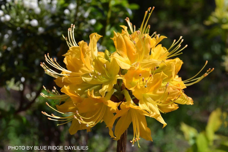 - Azalea 'Calendulaceum Gold’ Deciduous Flame Azalea - Mr Maple │ Buy Japanese Maple Trees