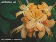 - Azalea 'Calendulaceum Gold’ Deciduous Flame Azalea - Mr Maple │ Buy Japanese Maple Trees