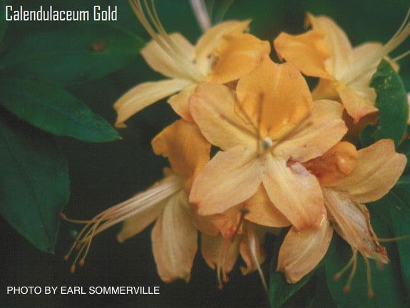 - Azalea 'Calendulaceum Gold’ Deciduous Flame Azalea - Mr Maple │ Buy Japanese Maple Trees