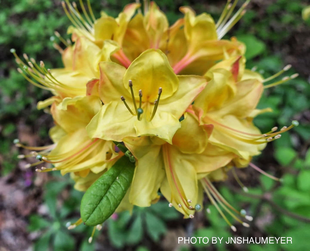 Azalea_Canary_Isles_Yellow_Aro