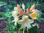 - Azalea 'Canary Isles’ Yellow Aromi Hybrid Native Azalea - Mr Maple │ Buy Japanese Maple Trees
