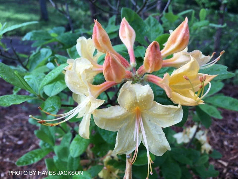 - Azalea 'Canary Isles’ Yellow Aromi Hybrid Native Azalea - Mr Maple │ Buy Japanese Maple Trees
