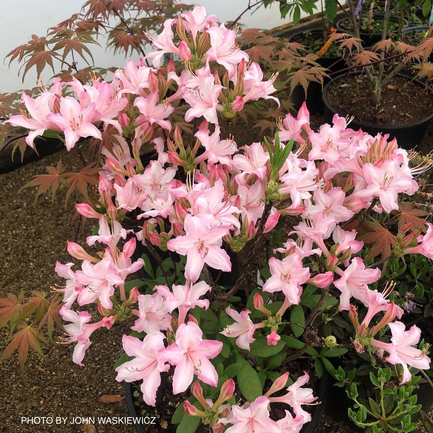 Buy Azalea 'Candy Lights' Pink Flowers Deciduous Azalea — Mr Maple