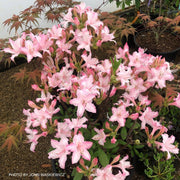 - Azalea 'Candy Lights’ Pink Flowers Deciduous Azalea - Mr Maple │ Buy Japanese Maple Trees