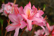 - Azalea 'Candy Lights’ Pink Flowers Deciduous Azalea - Mr Maple │ Buy Japanese Maple Trees
